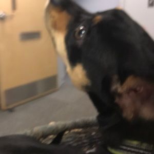 Meet your Posher, Tara